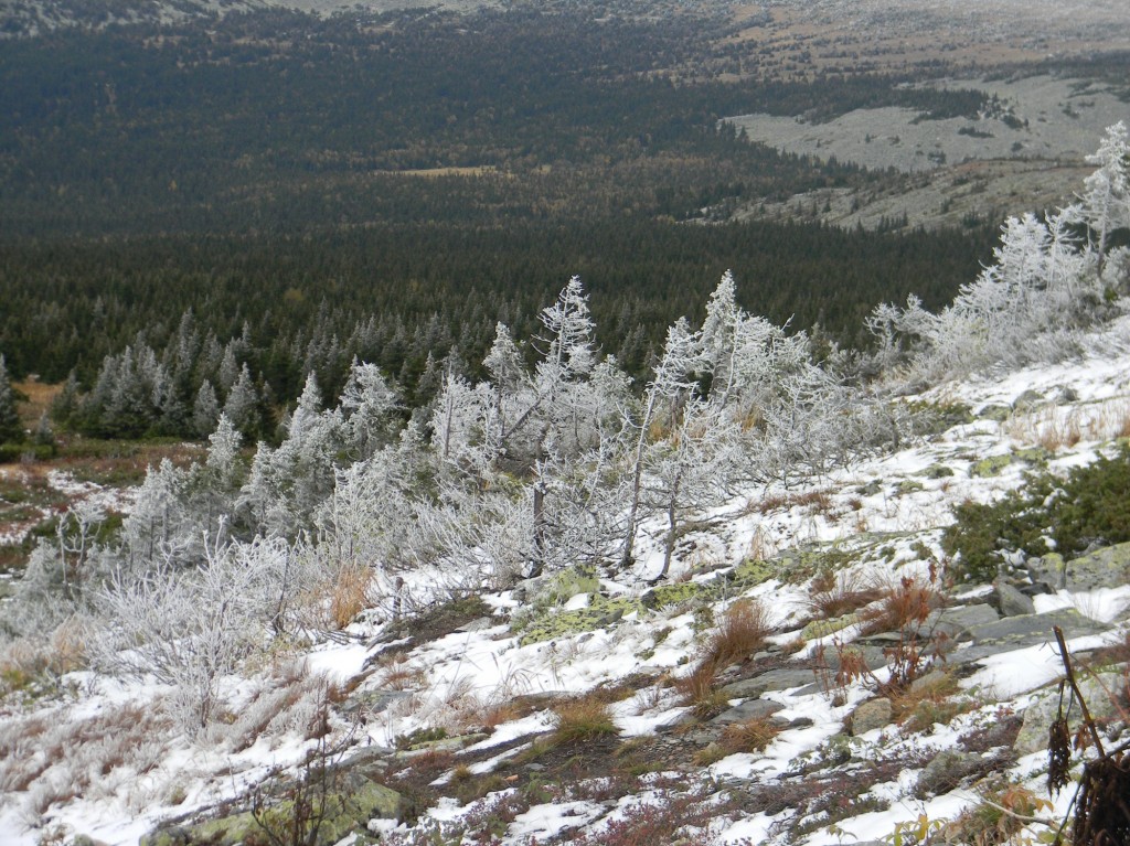 День 11